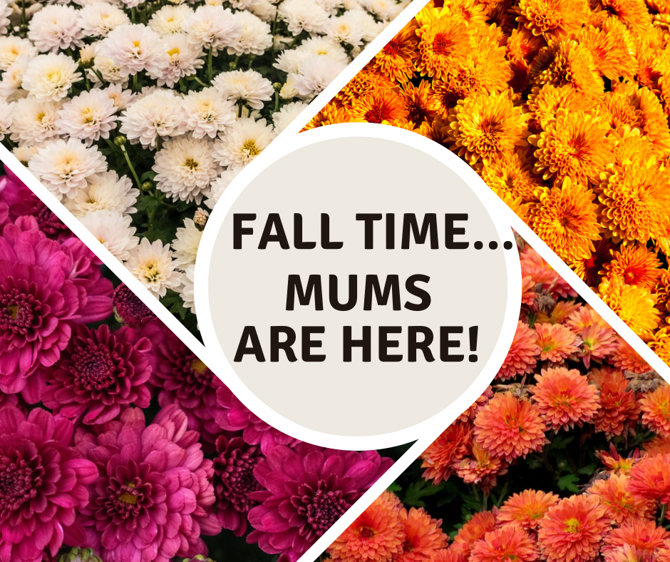 mums, special deals, discount, plants, Garden Center, Sale, Beier's Greenhouse
