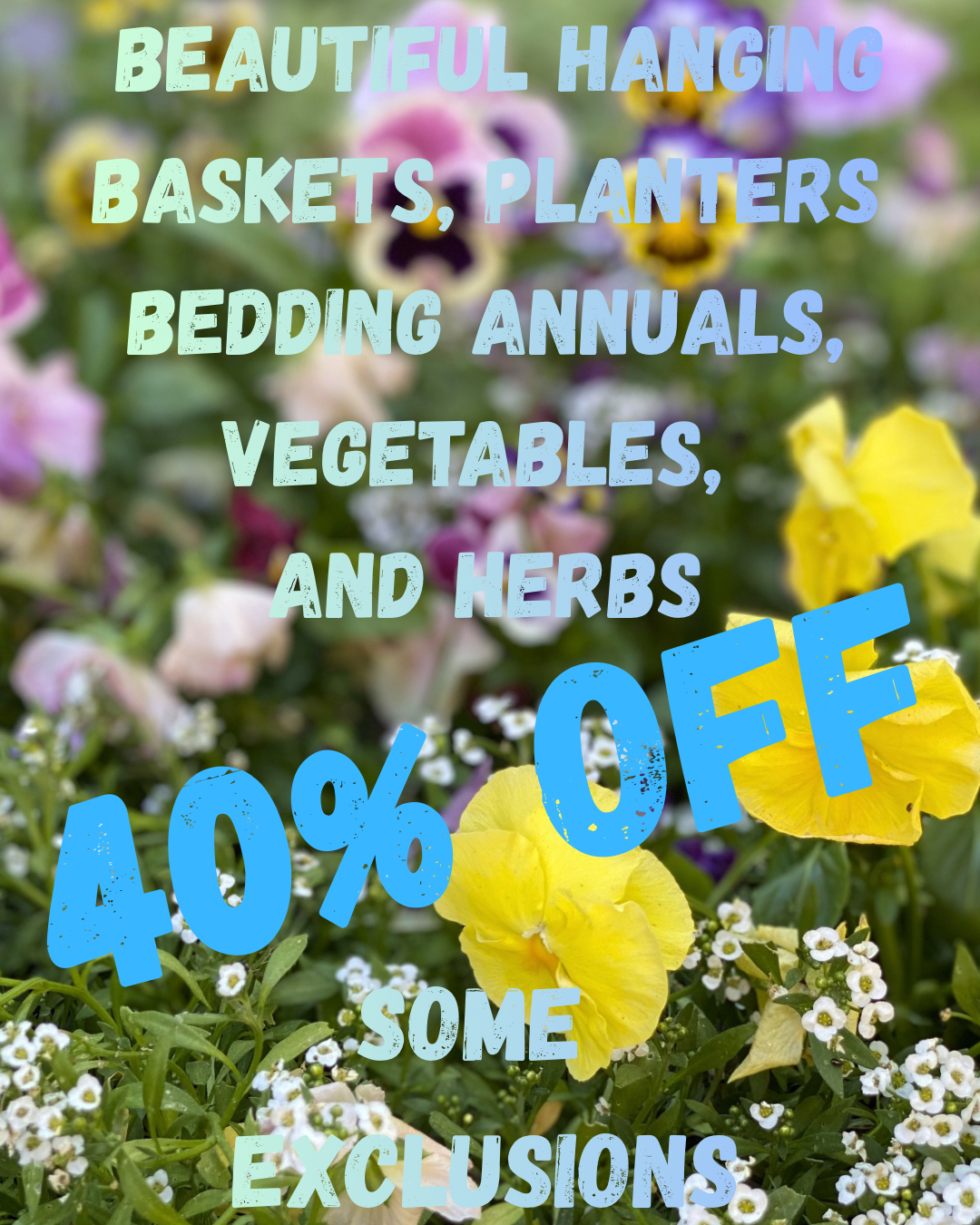 gift cards, hours, Bloomers Garden Center, products, plants, discount, clearance, end of season